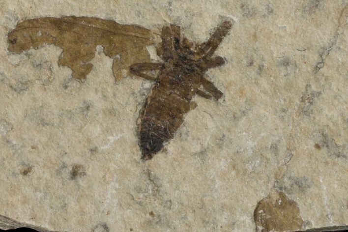 Fossil March Fly (Plecia) - Green River Formation #154490
